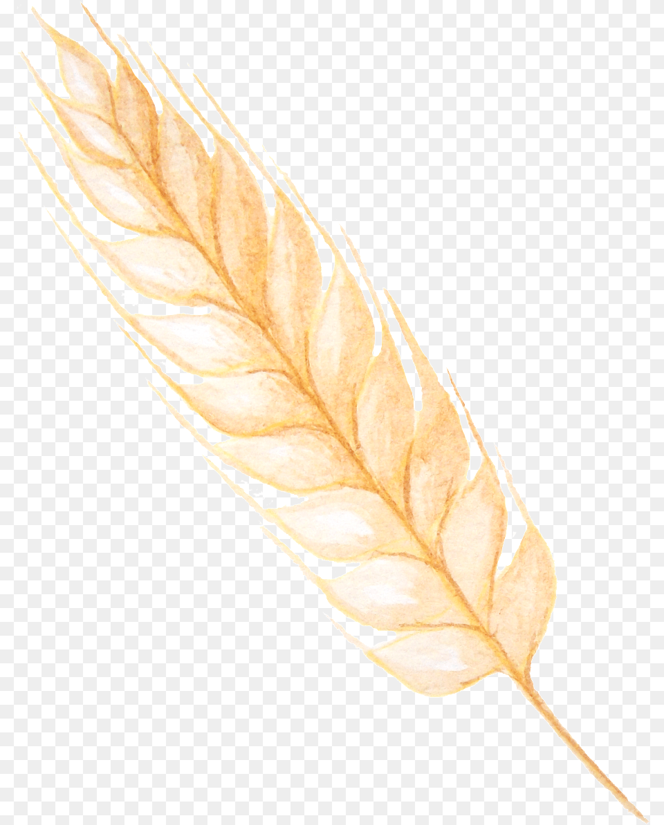 Einkorn Wheat, Food, Grain, Grass, Plant Png Image