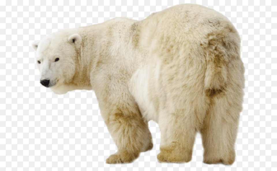 Eisbr, Animal, Bear, Mammal, Wildlife Free Transparent Png