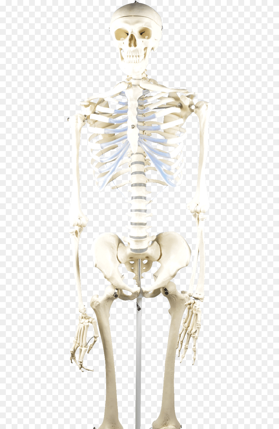 Eisco Basic Human Skeleton Model Human Skeleton Model, Person, Face, Head Free Transparent Png