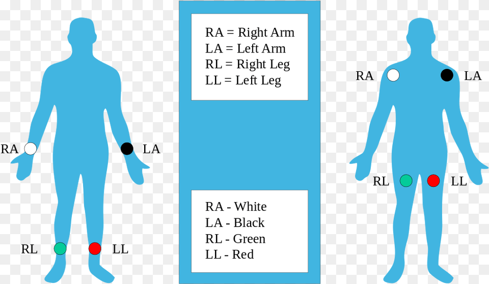 Ekg Clipart Ekg Strip Does Ecg Work, Chart, Plot, Adult, Male Png