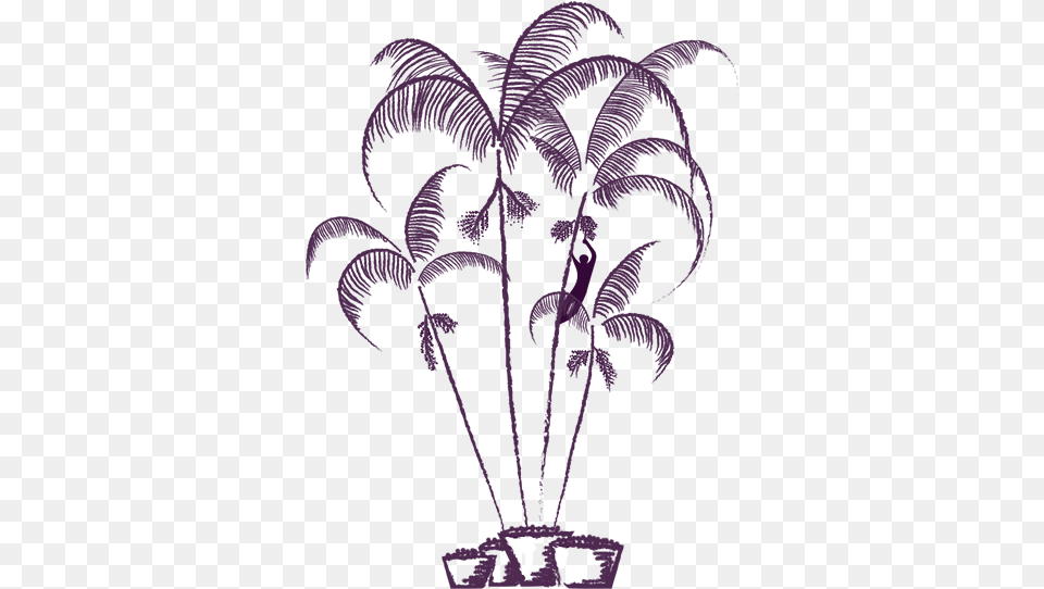 El Acai Organic Draw, Fern, Palm Tree, Plant, Tree Png Image
