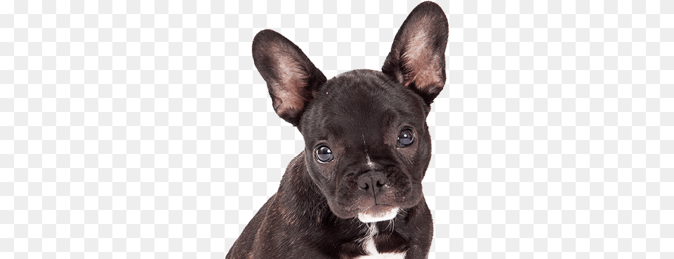 El Bulldog Francs Husky Lab Mix, Animal, Canine, Dog, French Bulldog Png Image