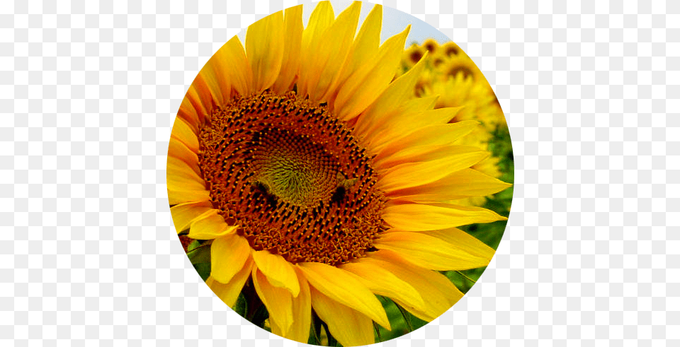 El Confesionario De Personajes Como Su Nombre Lo Indica Flores Con Flores, Flower, Plant, Sunflower, Animal Free Png Download