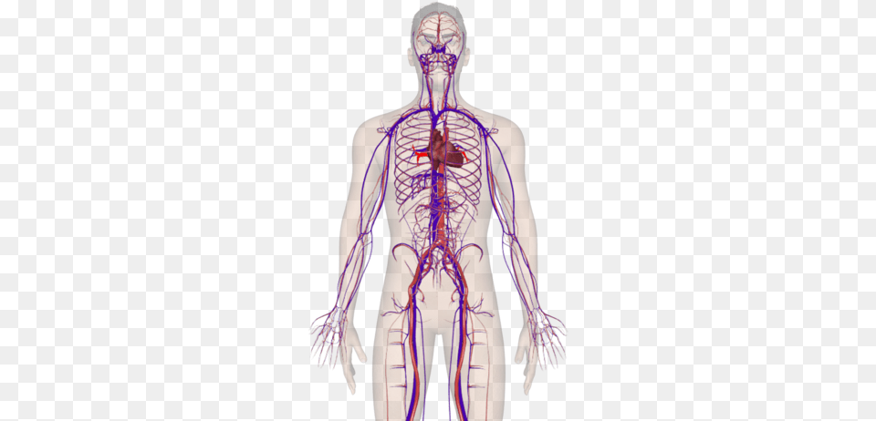 El Cuerpo Humano, Person, Skin, Adult, Male Free Png