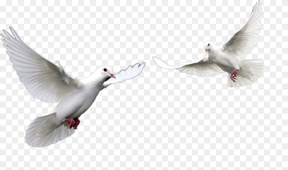 El Espiritu Santo Paloma Related Keywords El Espiritu White Pigeon Flying, Animal, Bird, Dove Png