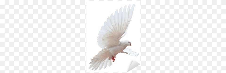 El Espiritu Santo Y El Hablar En Otras Lenguas, Animal, Bird, Dove, Pigeon Free Transparent Png