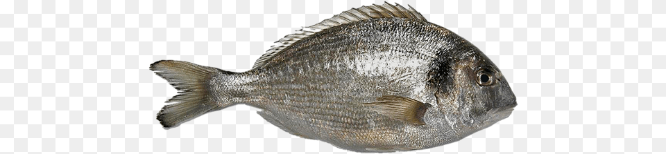 El Mejor Pescado De Calidad Sparus Aurata, Animal, Fish, Sea Life, Perch Png