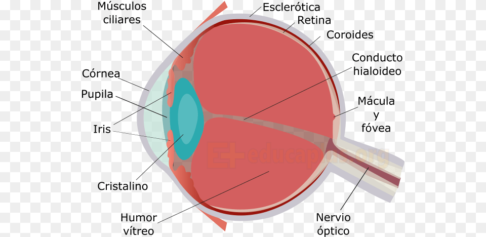 El Nervio Ptico Es El Encargado De Transmitir Los Diagram, Racket, Bow, Weapon Png