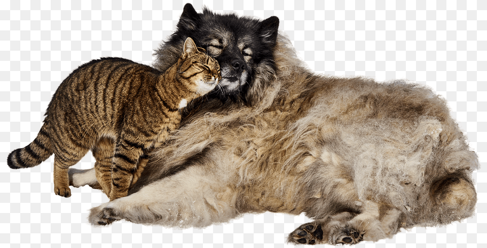El Perro Y El Gato Lindo Mascotas Amistad Dulce Wild Cats And Dogs, Animal, Cat, Mammal, Manx Free Png Download