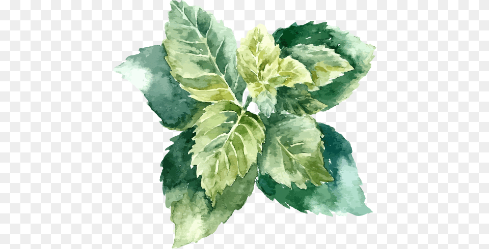 El Poder De La Natrualeza En Tu Piel Object Drawing With Watercolor, Herbal, Herbs, Leaf, Plant Png Image