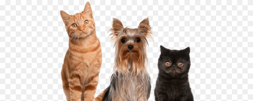 El Que Tenga Odos Que Oiga Dogs And Cats, Animal, Canine, Dog, Mammal Free Png Download