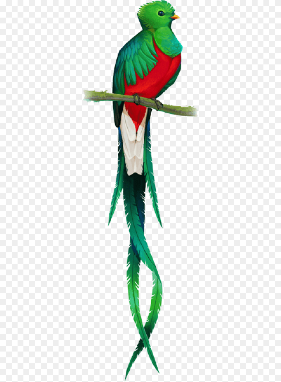 El Quetzal, Animal, Bird, Parrot Free Transparent Png