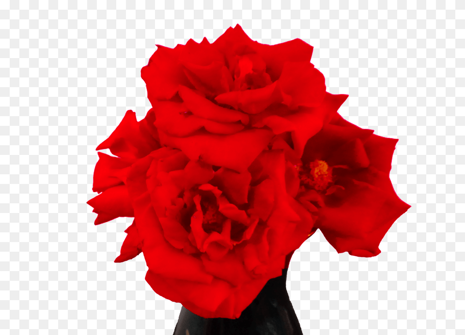 El Significado De Las Rosas Rojas Steemit, Flower, Plant, Rose, Flower Arrangement Png