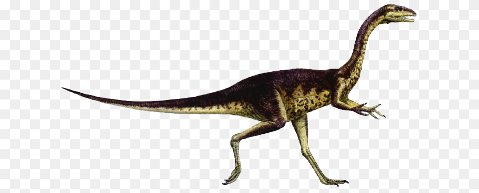 Elaphrosaurus Dinosaur, Animal, Reptile, Lizard, T-rex Png