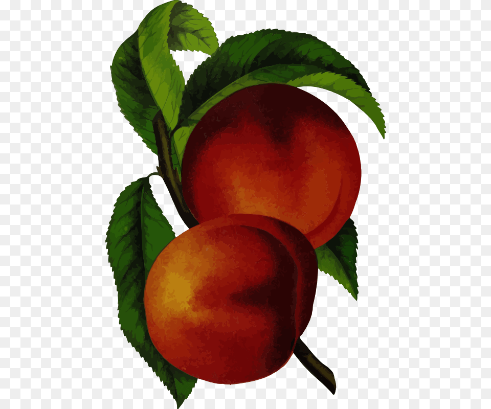 Elberta Peach Vintage Peach Design, Food, Fruit, Plant, Produce Png