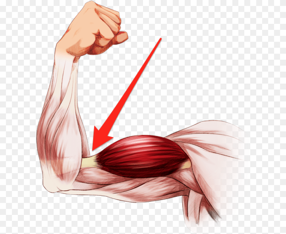 Elbow Clipart Flexed Arm Flexing Anatomy Arm Muscles, Adult, Female, Person, Woman Free Png Download