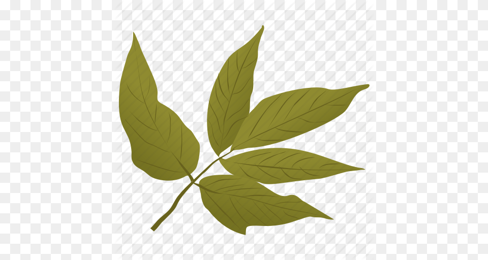 Elder Leaves Foliage Green Leaves Leafy Twig Leaves Icon, Leaf, Plant, Tree Png Image