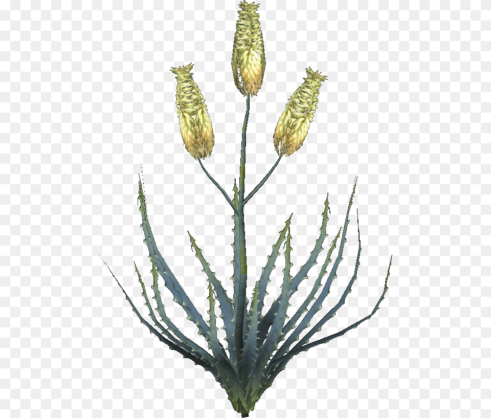 Elder Scrolls Aloe Flower, Grass, Plant, Chandelier, Lamp Free Transparent Png