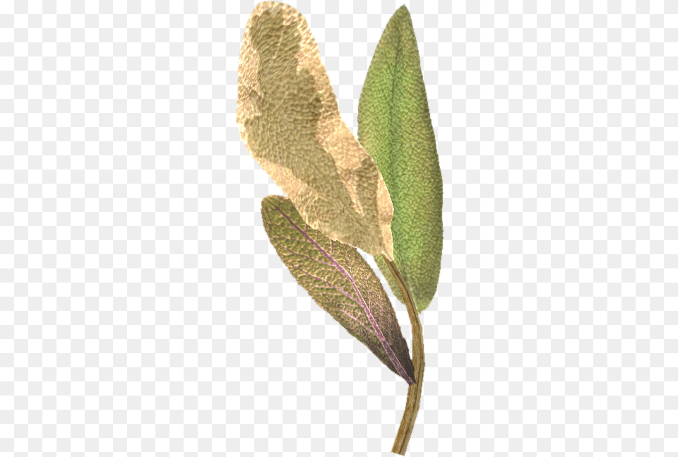 Elder Scrolls Elf Ear Plant, Leaf, Herbal, Herbs, Tree Png Image