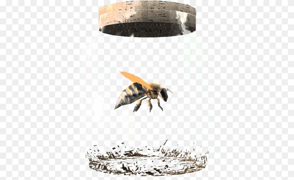 Elder Scrolls Fandom Powered By Wikia Bee In A Jar, Animal, Honey Bee, Insect, Invertebrate Free Png