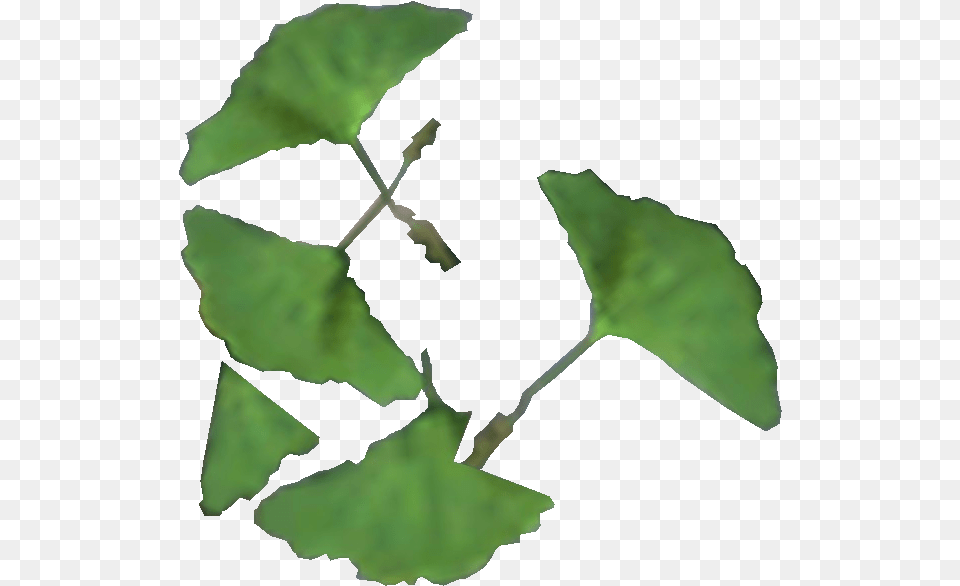 Elder Scrolls List Ginkgo, Herbal, Herbs, Leaf, Plant Free Transparent Png