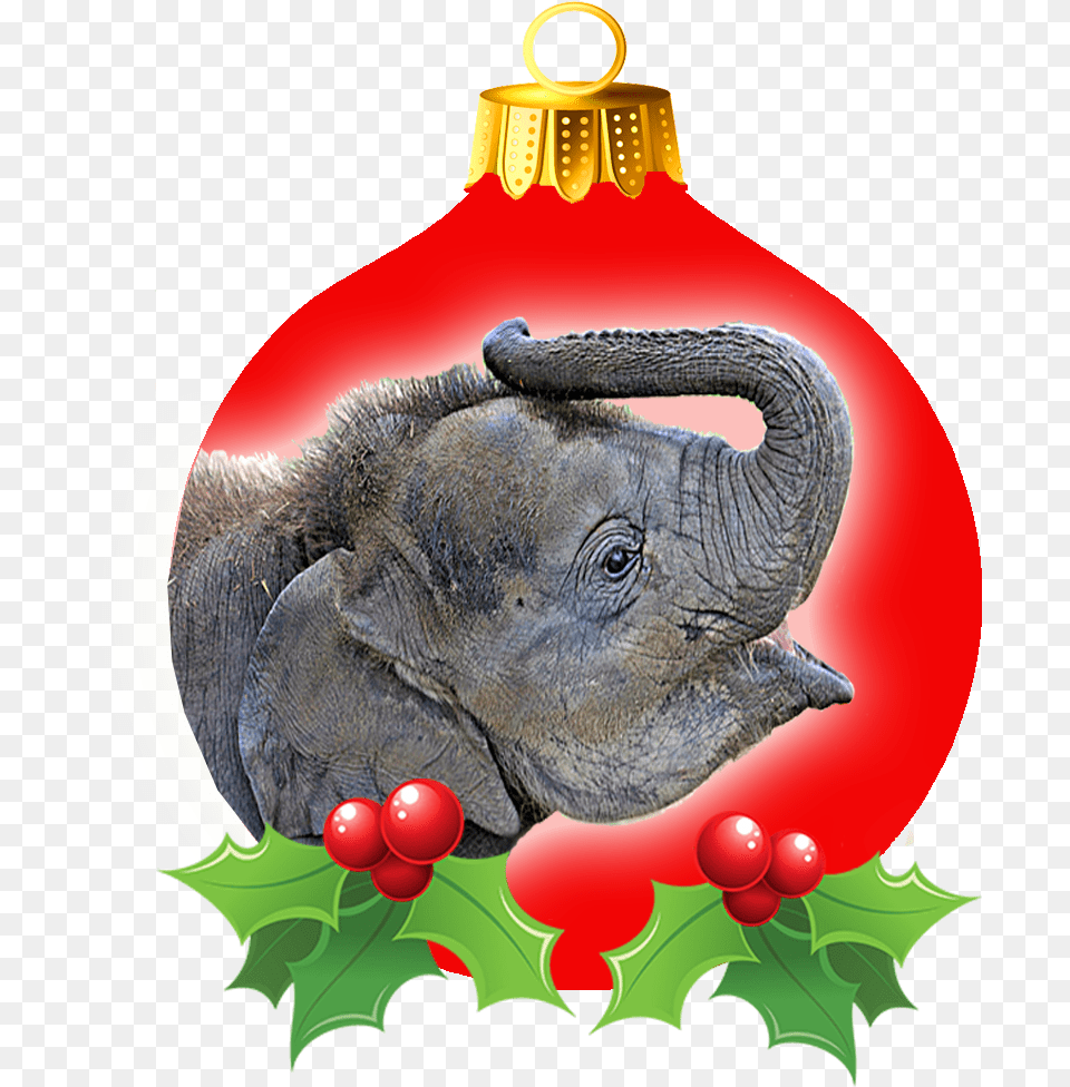 Ele 2 Christmas Bulb Indian Elephant, Animal, Mammal, Wildlife Free Png