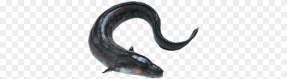 Electric Eel Icon Roblox Conger Eel, Animal, Sea Life, Fish, Shark Free Transparent Png