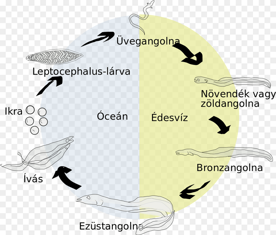 Electric Eel Life Cycle, Baby, Person, Astronomy, Outer Space Free Png Download