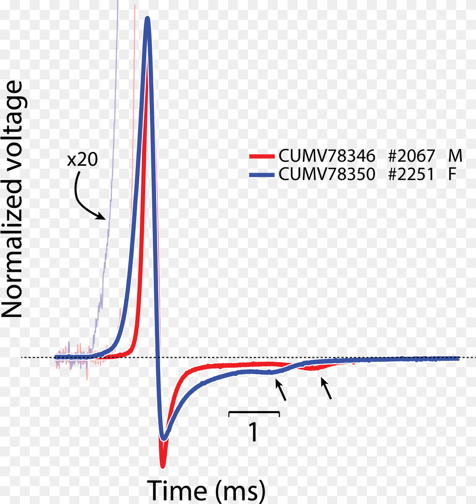 Electric Organ Discharge Waveform For Paramormyrops Paramormyrops Hopkinsi Free Png Download