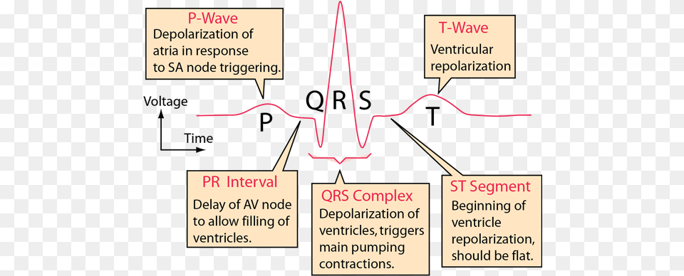 Electrocardiograms Sa Node On Ecg, Chart, Plot Free Png Download