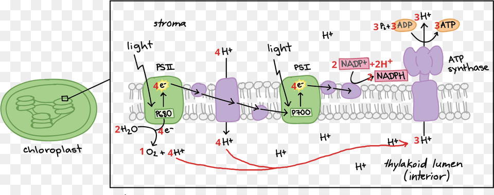 Electron Transport Chain Diagram Labeled Png Image