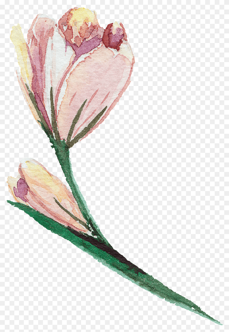 Elegant And Transparent Watercolor Flowers Download, Flower, Petal, Plant, Bud Free Png