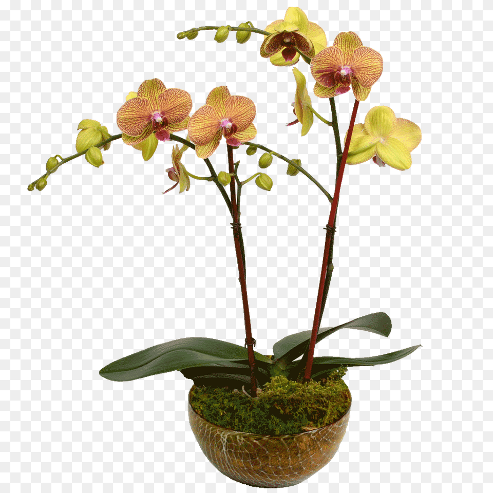Elegant Double Stem Orchid Designed, Flower, Flower Arrangement, Plant, Ikebana Free Png