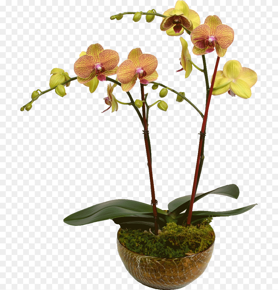 Elegant Double Stem Orchid Orchids, Flower, Flower Arrangement, Plant, Ikebana Png Image