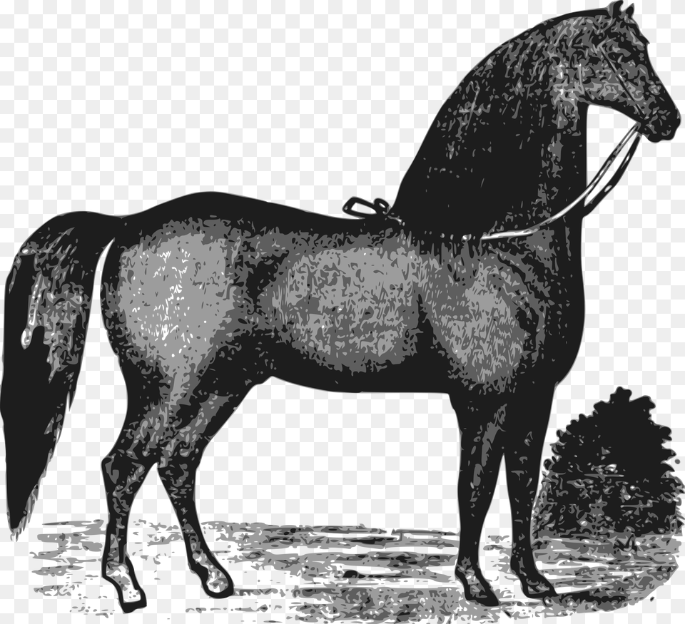 Elegant Horse Clip Arts Horse, Andalusian Horse, Animal, Mammal, Stallion Png Image