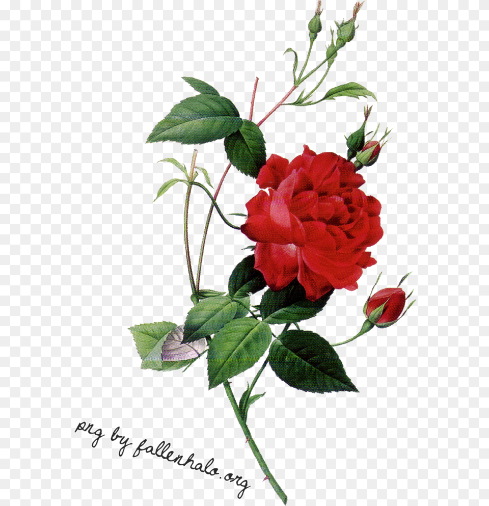 Elegant Roses Icons And Backgrounds Scientific Drawing Of Roses, Flower, Plant, Rose, Geranium Free Transparent Png