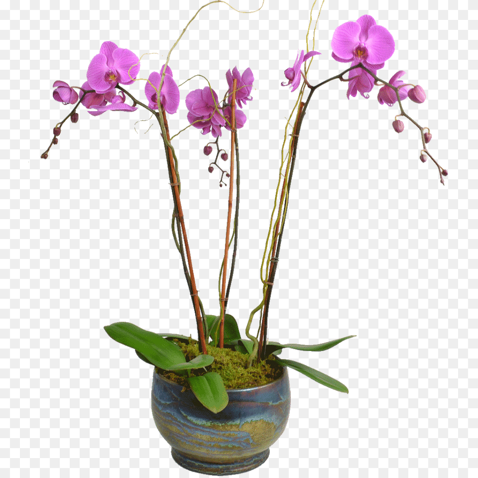Elegant Triple Stem Orchid In A Designer Container, Flower, Flower Arrangement, Ikebana, Plant Free Png
