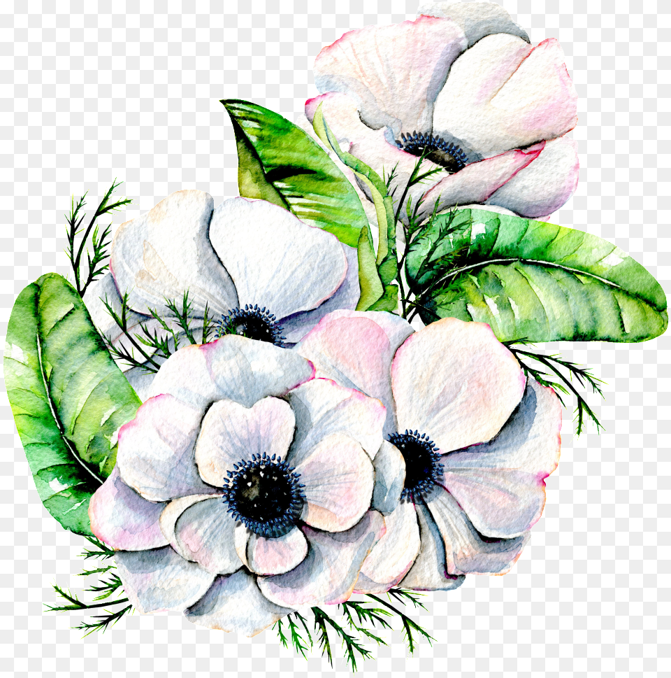 Elegant White Flower Transparent Anemone Watercolor White Flower, Plant, Flower Bouquet, Flower Arrangement, Petal Png