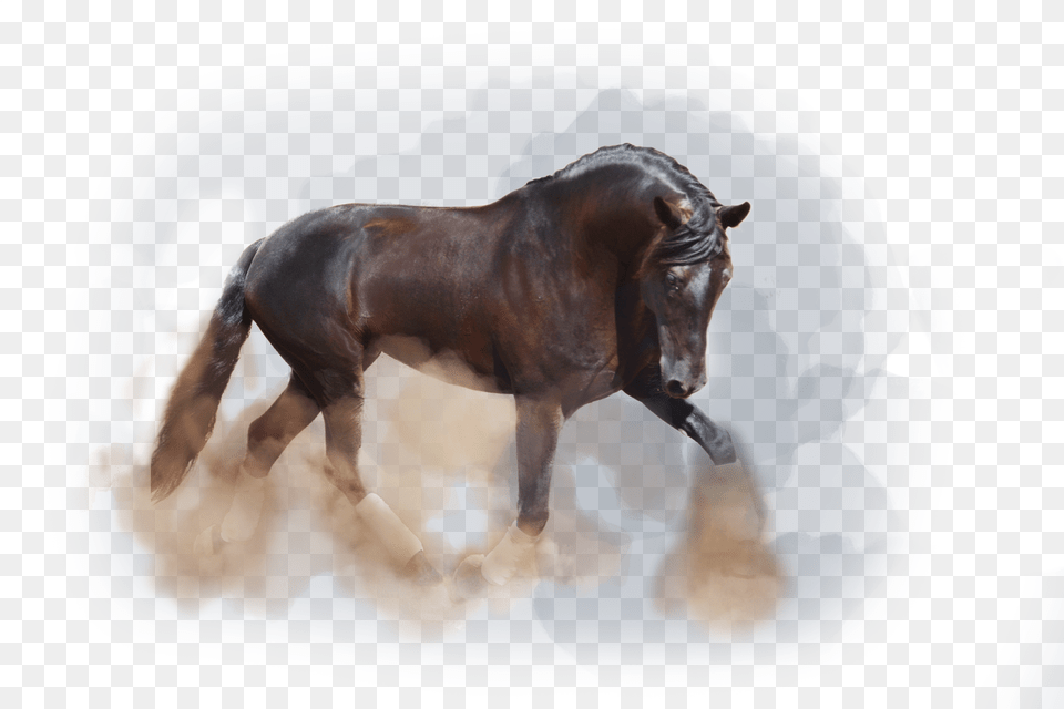 Elegante Andalusier Horse, Animal, Bull, Mammal, Wildlife Png Image