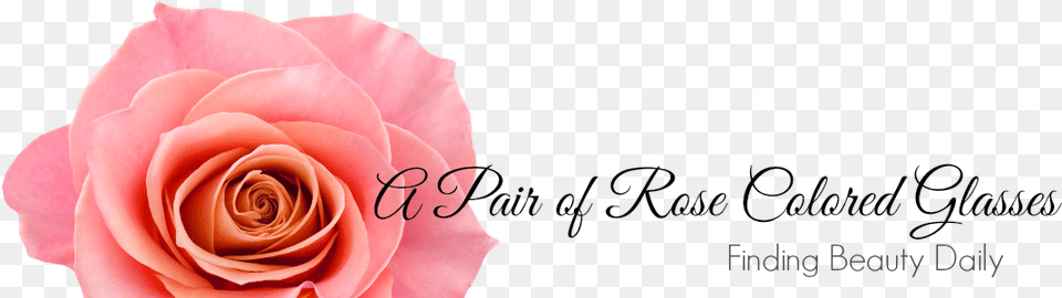Elegante Hbsche Blume Der Vintagen Rosa Rose Postkarte, Flower, Petal, Plant Free Png Download
