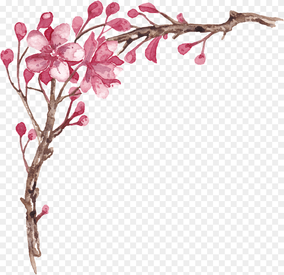 Elegante Pintado A Mano Plum Tree Branches Transparente Elegante, Flower, Petal, Plant, Cherry Blossom Free Png