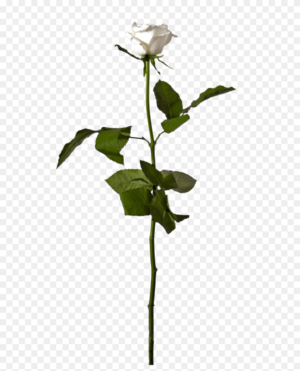 Eleletsitz Single White Rose Images, Flower, Plant, Acanthaceae Png