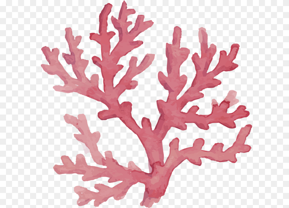 Elementos Fundo Do Mar, Animal, Coral Reef, Nature, Outdoors Png
