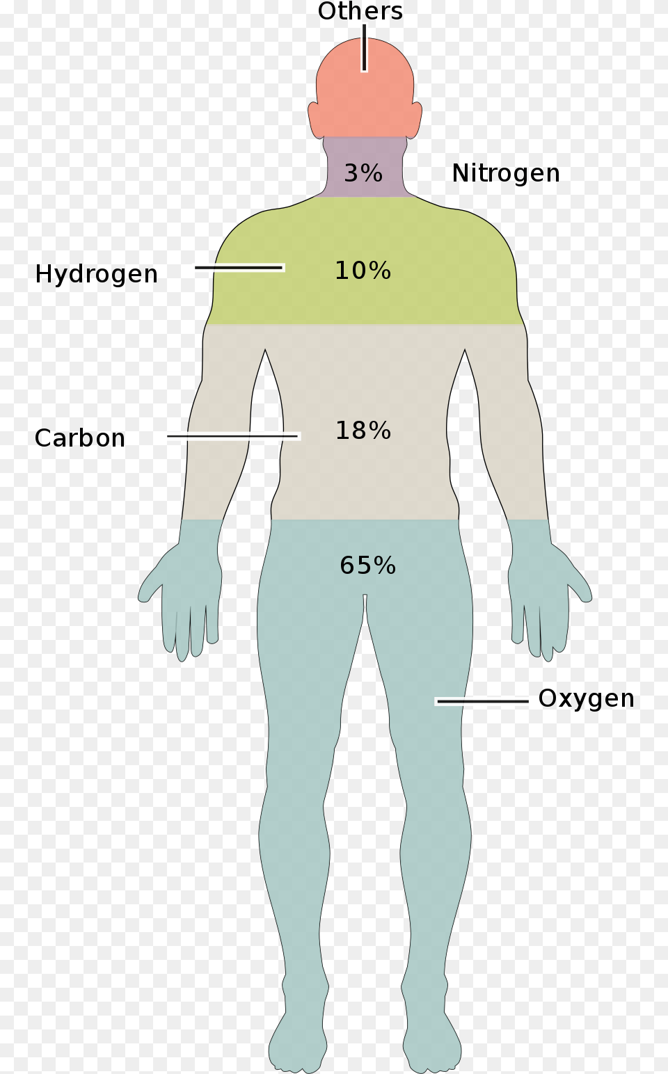 Elements In Human Body, Chart, Measurements, Plot, Adult Free Png