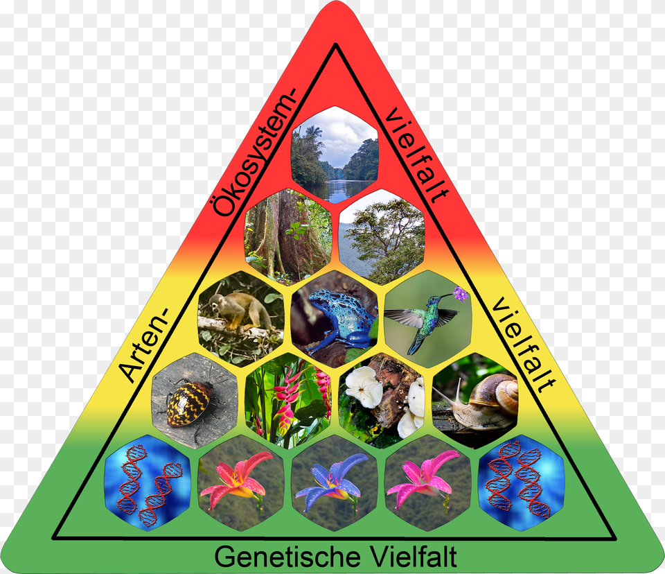 Elements Of Biodiversity Biodiversity Elements Free Png