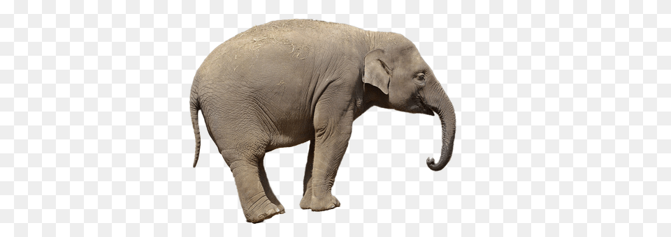 Elephant Animal, Mammal, Wildlife Free Png