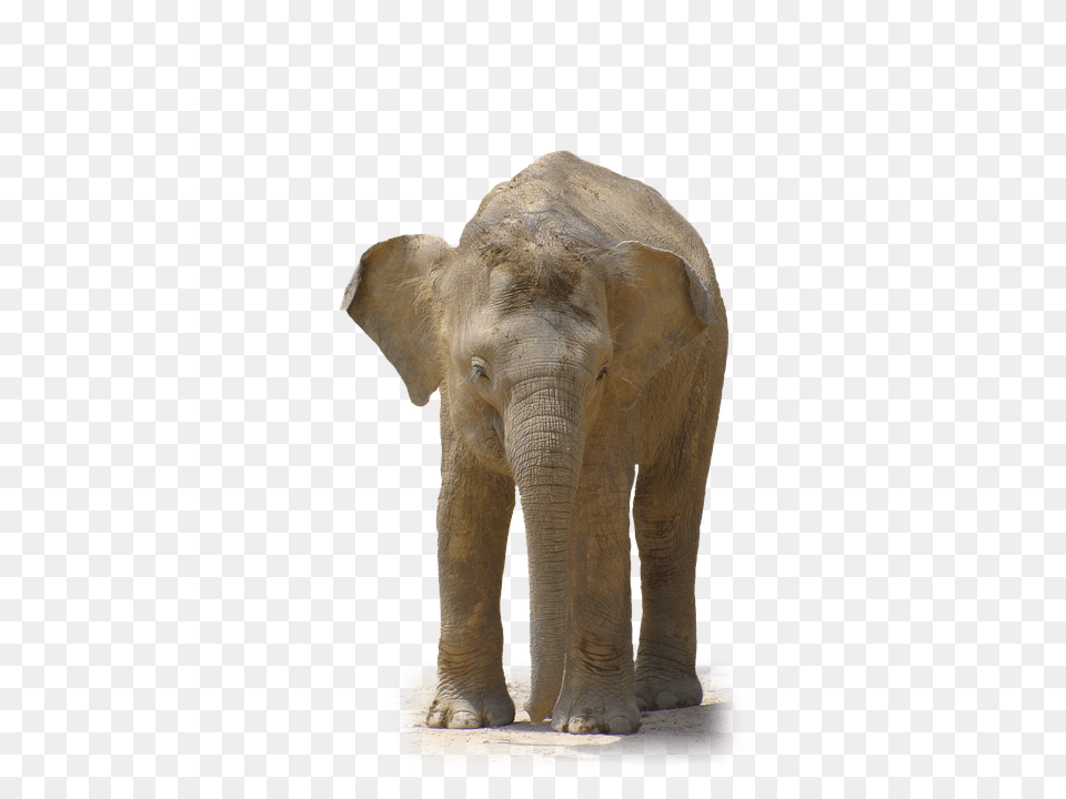 Elephant Animal, Mammal, Wildlife Free Png