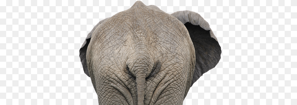 Elephant Animal, Mammal, Wildlife Png