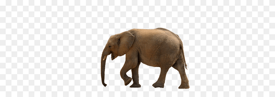 Elephant Animal, Mammal, Wildlife Png Image