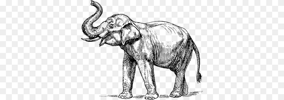 Elephant Gray Png Image